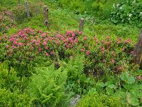 Farne und Alpenrosen entlang Weidezaun